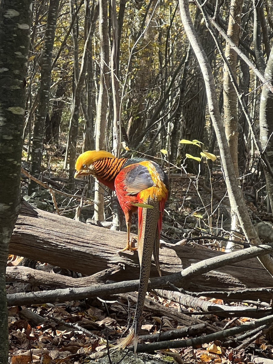 bažant zlatý - ML644408131