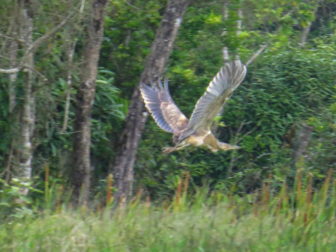Pinnated Bittern - ML644408156