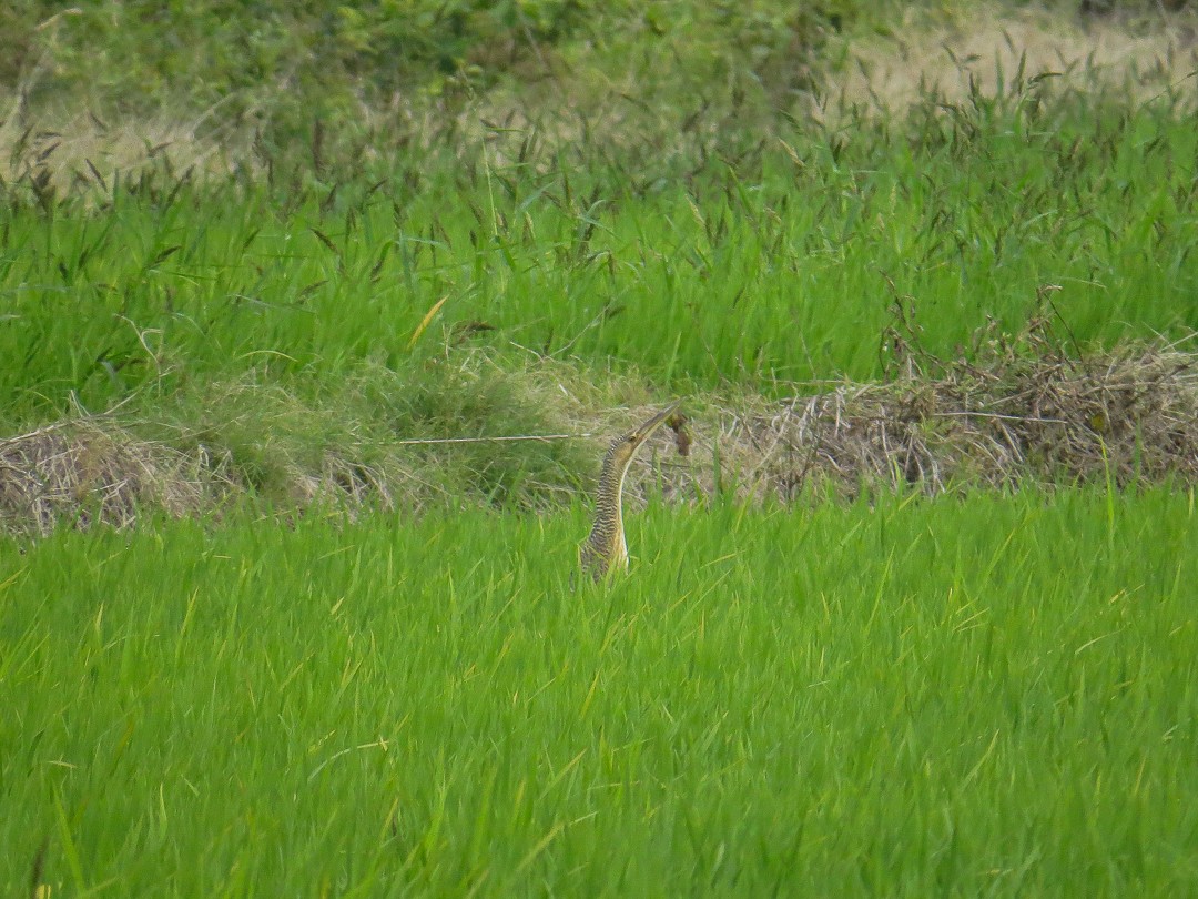 Pinnated Bittern - ML644408158