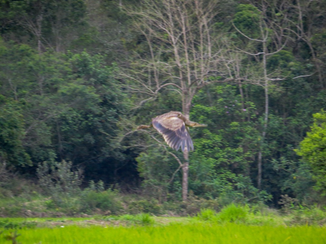 Pinnated Bittern - ML644408159