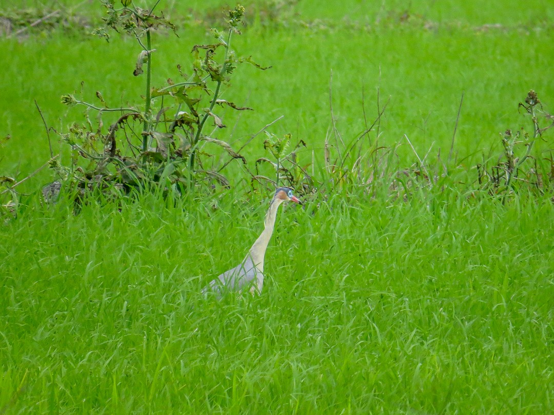 キムネゴイ - ML644408163