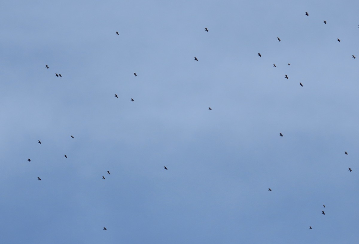 Turkey Vulture - ML644408164