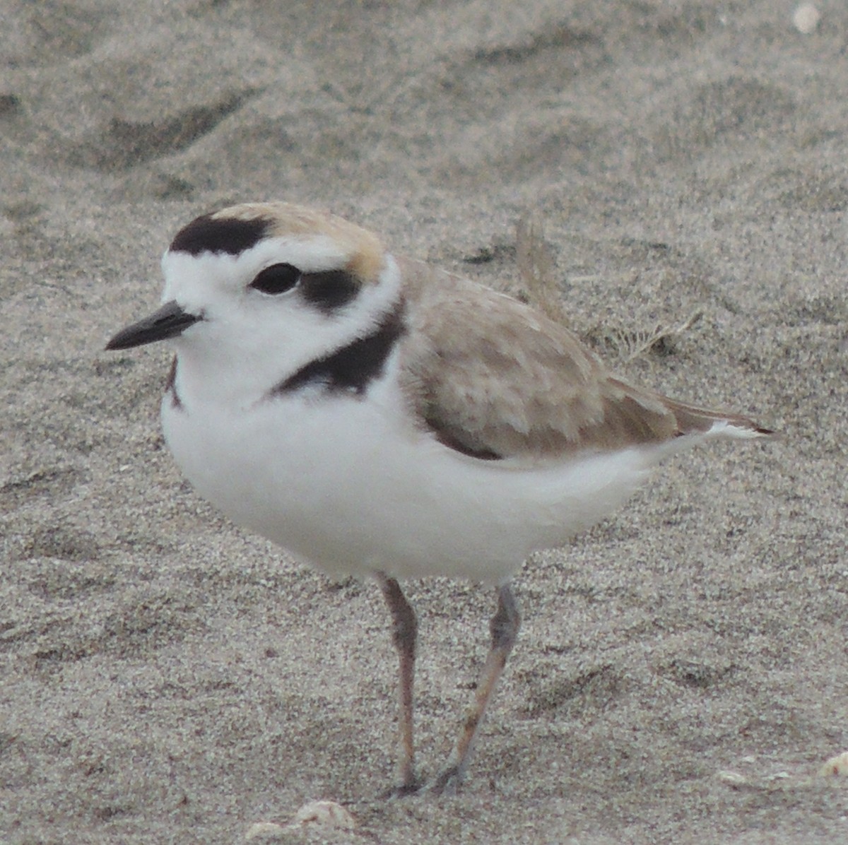 Snowy Plover - ML644408169
