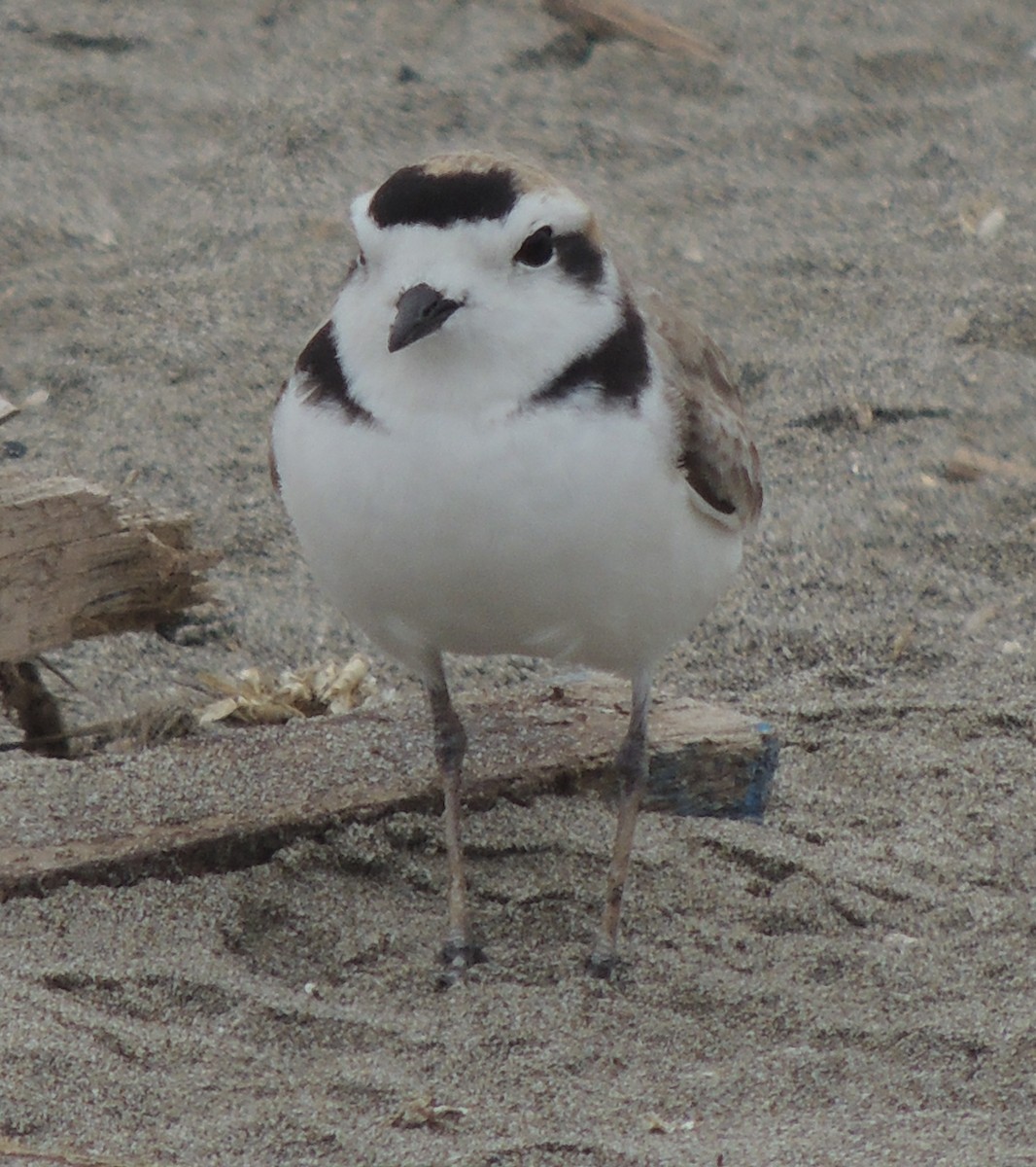 Snowy Plover - ML644408170