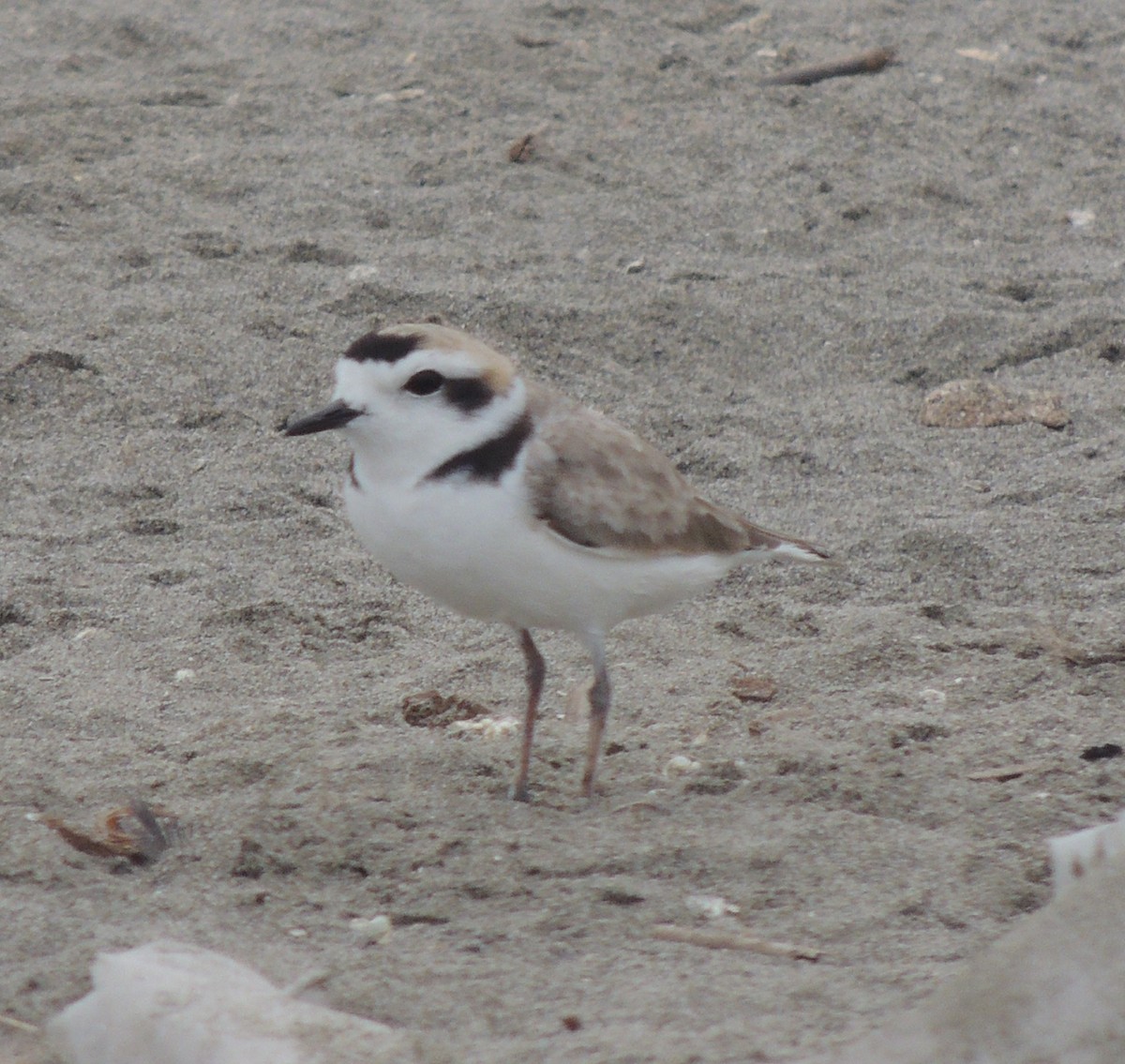 Snowy Plover - ML644408171