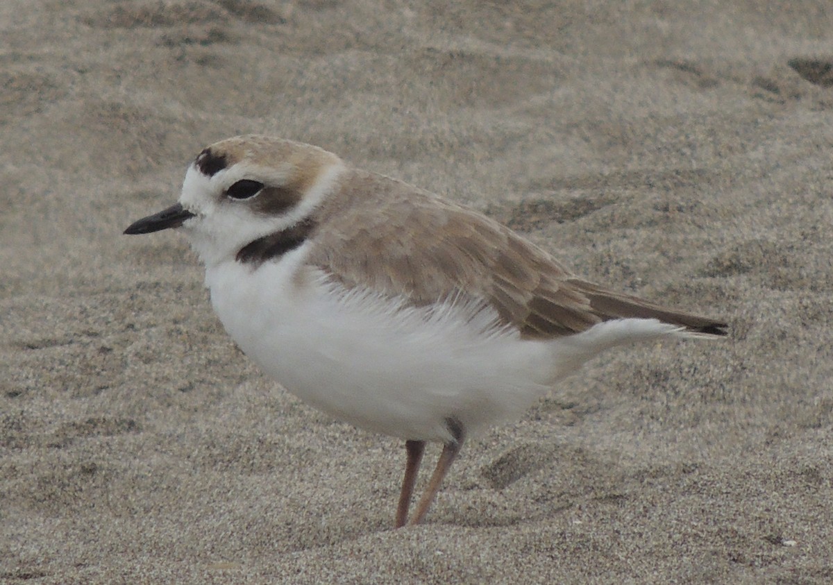 Snowy Plover - ML644408172