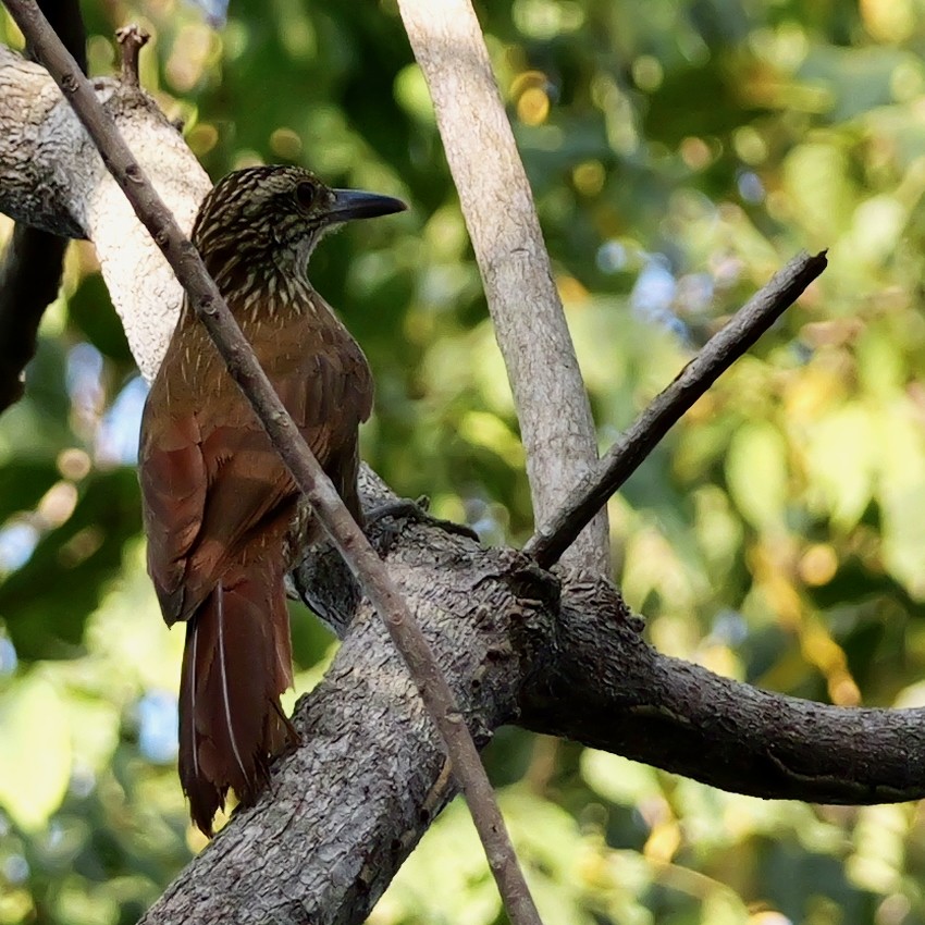 Planalto Woodcreeper - ML644408173