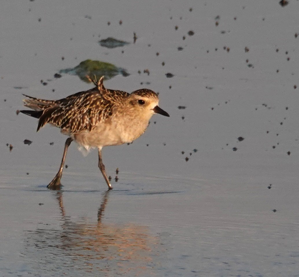 Pluvier fauve - ML644408174