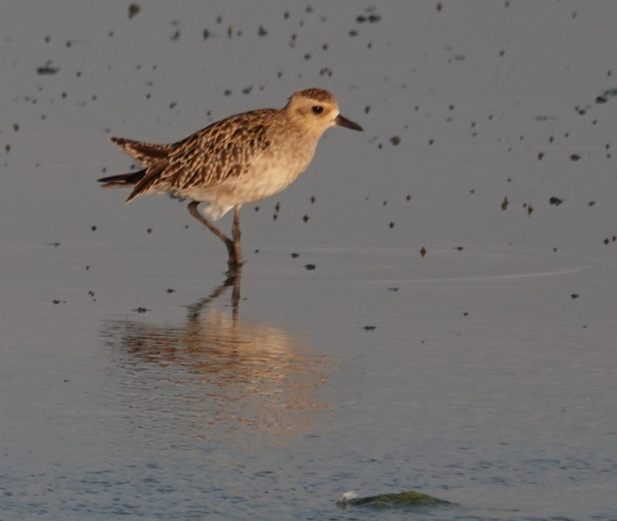 Pluvier fauve - ML644408175