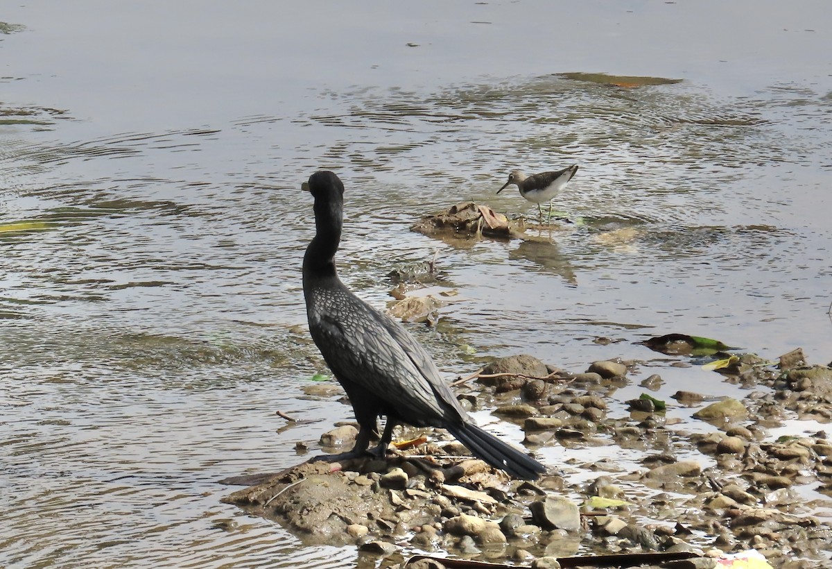 Cormoran vigua - ML644408176