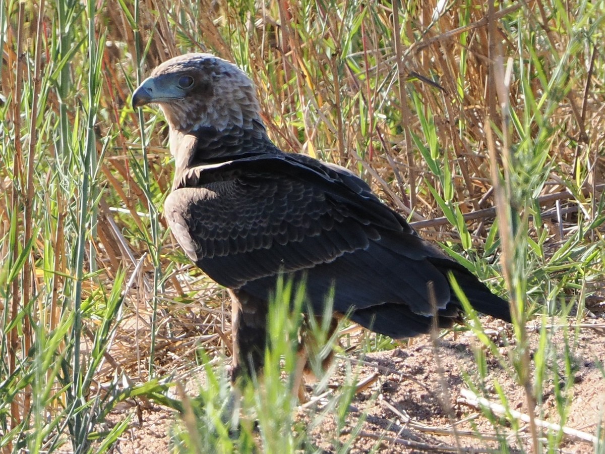 Bateleur des savanes - ML644408177