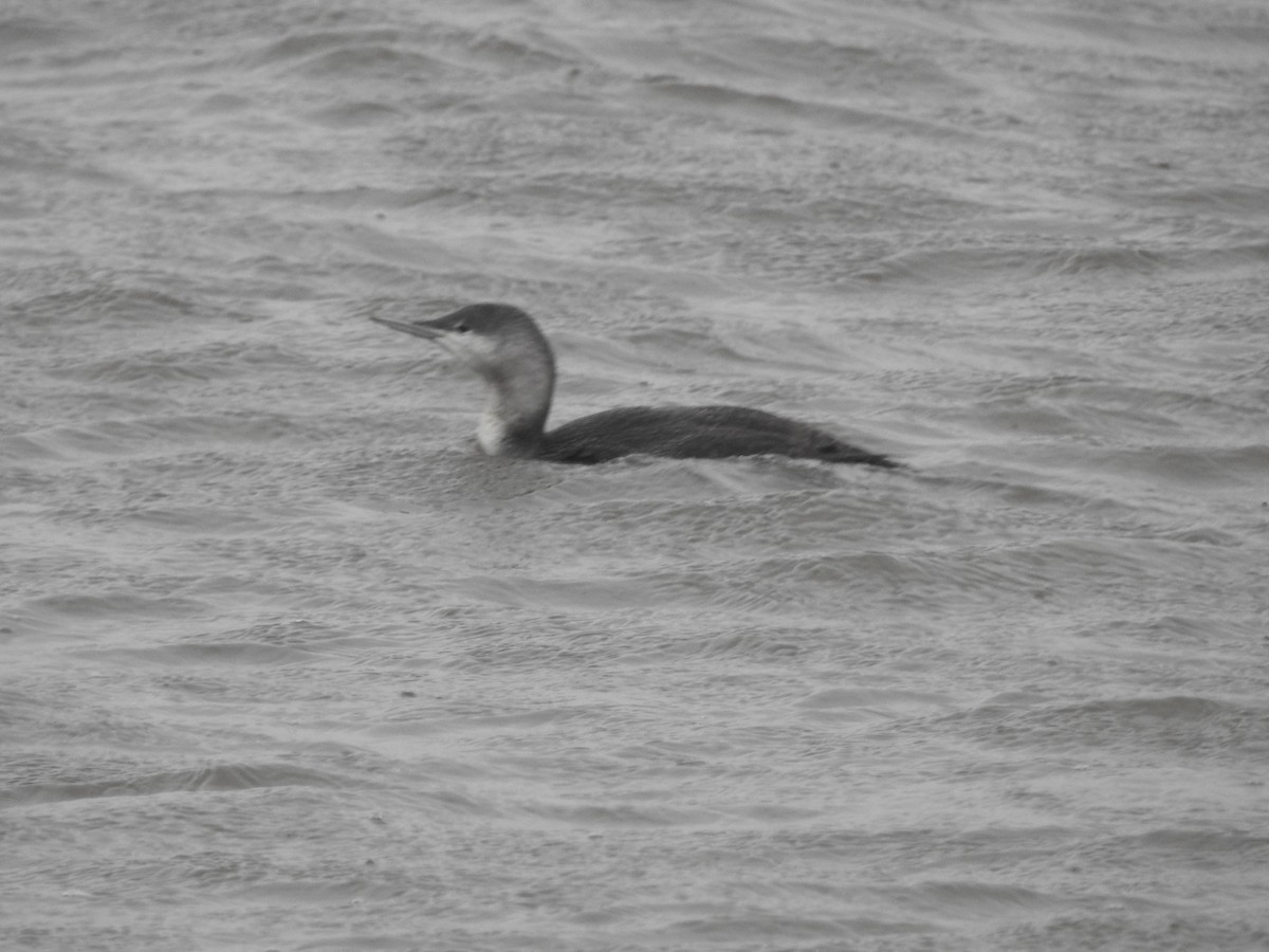 Plongeon catmarin - ML644408178