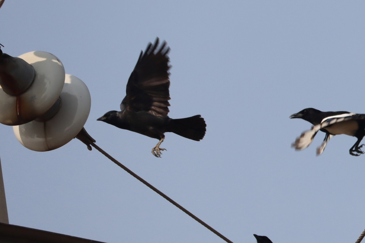 Choucas de Daourie - ML644408180