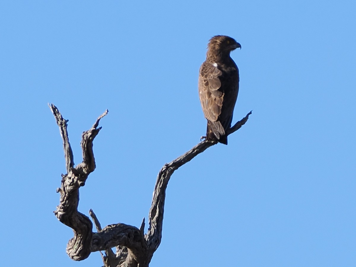 Circaète brun - ML644408183