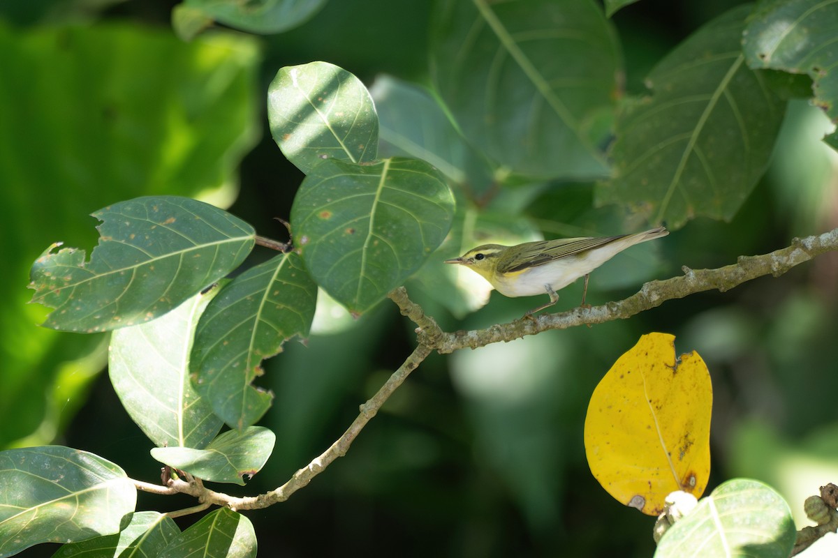 Pouillot siffleur - ML644408185