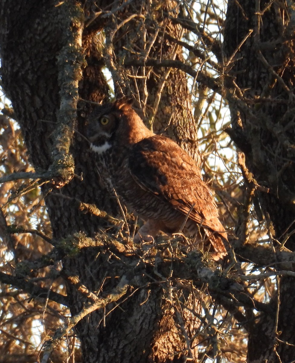Grand-duc d'Amérique - ML644408188