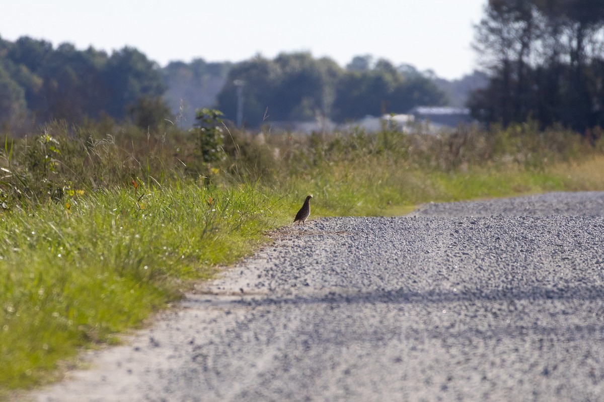 Colin de Virginie - ML644408189