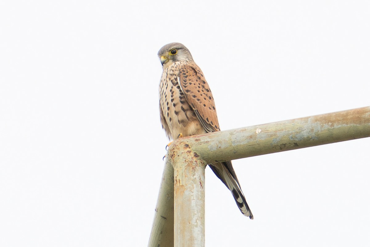 Faucon crécerelle - ML644408190