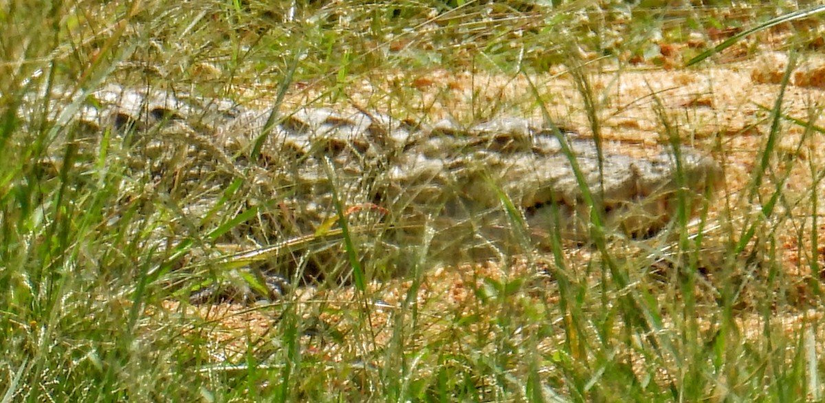 Héron de Coromandel - ML644408191