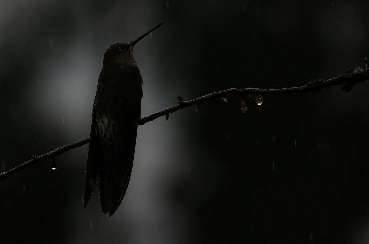 Colibri géant - ML644408192