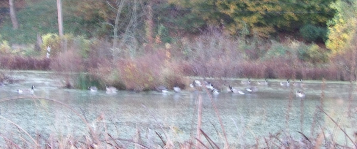 Bernache du Canada - ML644408193