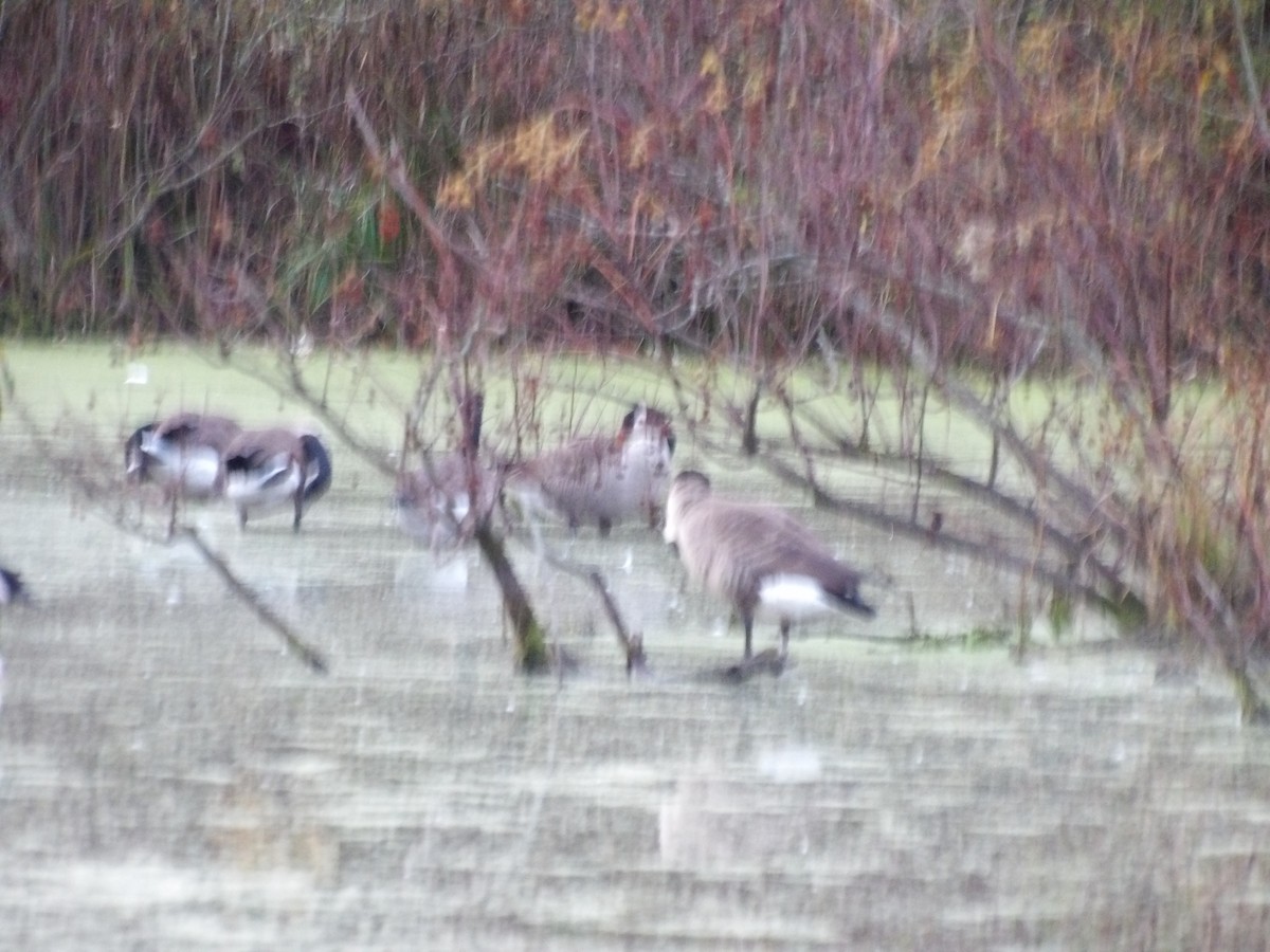 Bernache du Canada - ML644408194