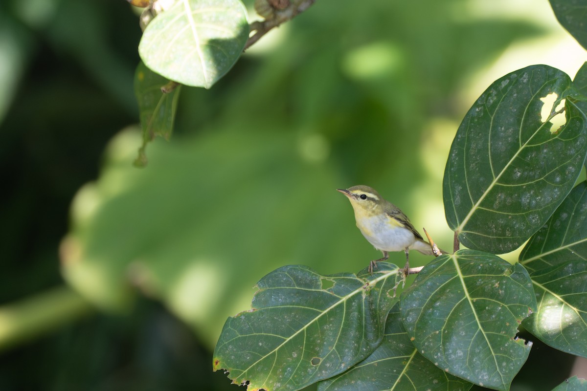 Pouillot siffleur - ML644408195