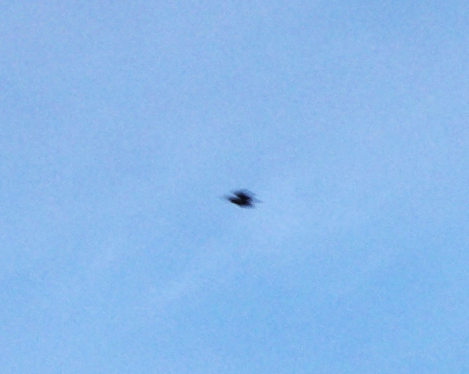 Martin-pêcheur d'Amérique - ML644408197