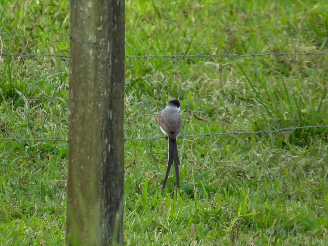 Tyran des savanes (savana) - ML644408198