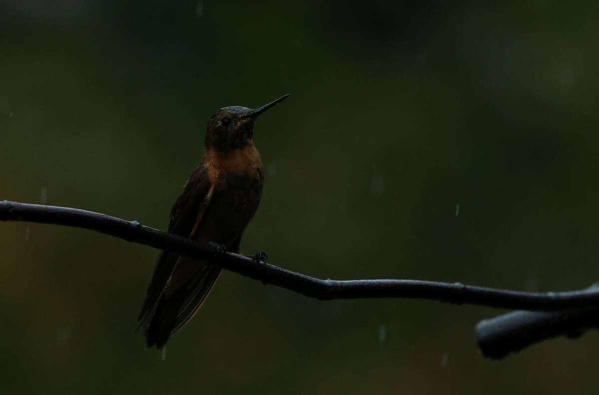 Colibri étincelant - ML644408200