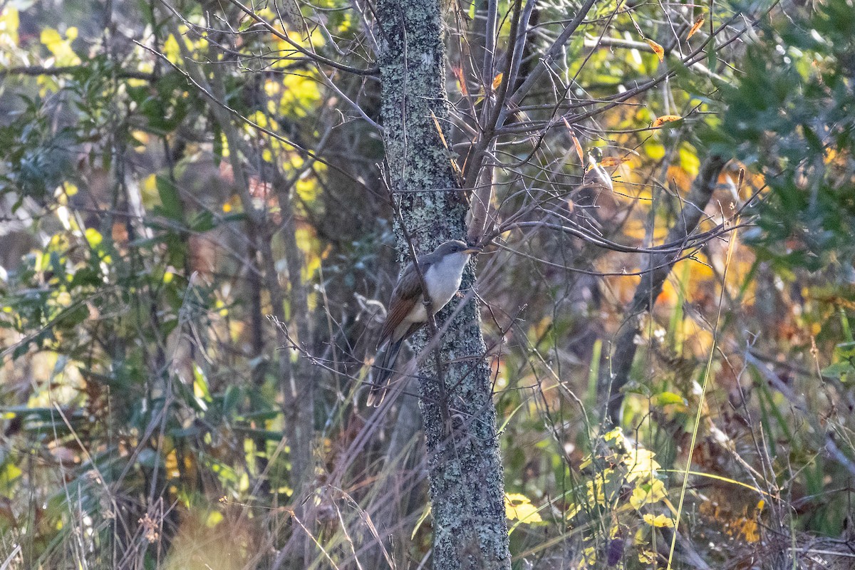 Coulicou à bec jaune - ML644408201