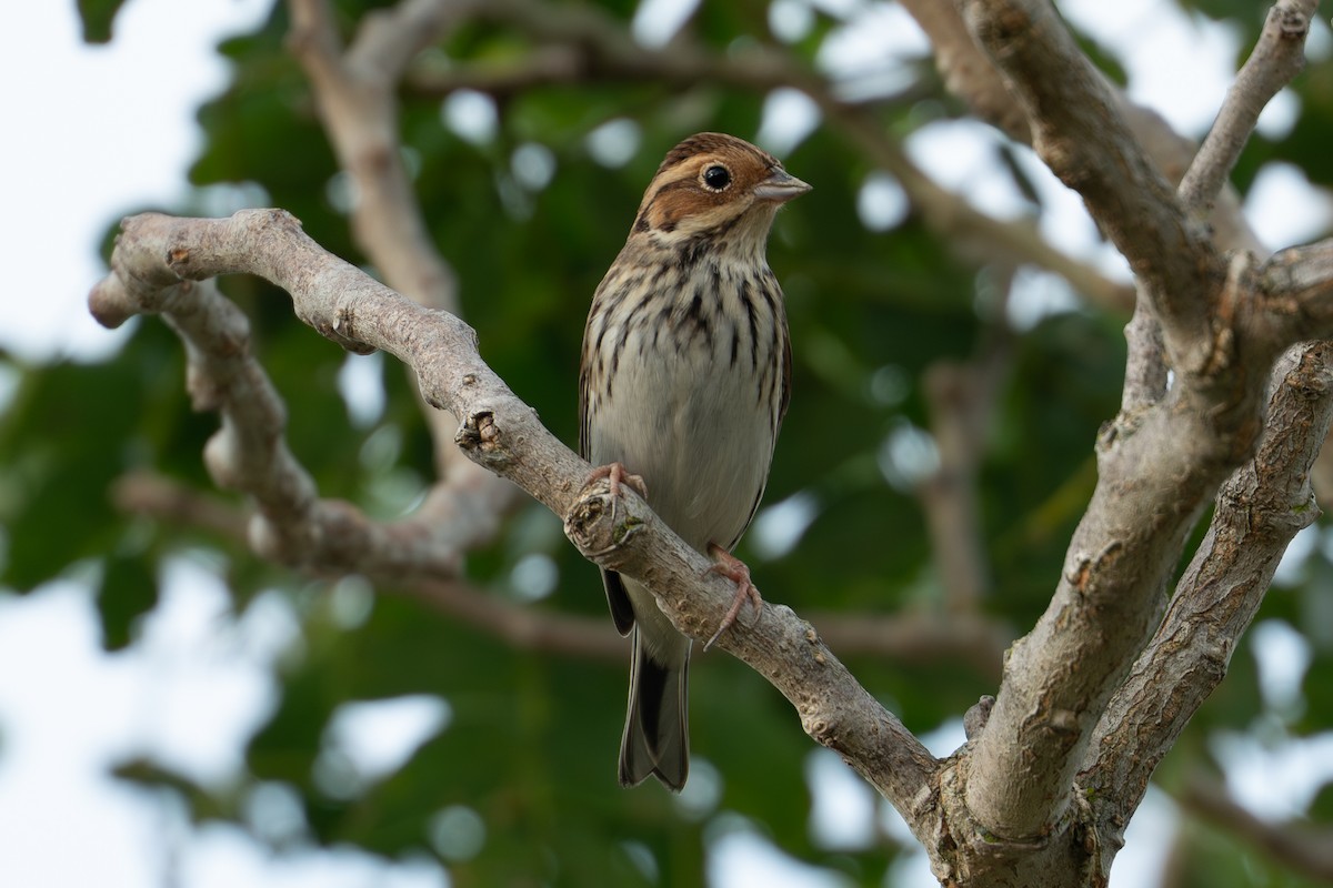 Bruant nain - ML644408202