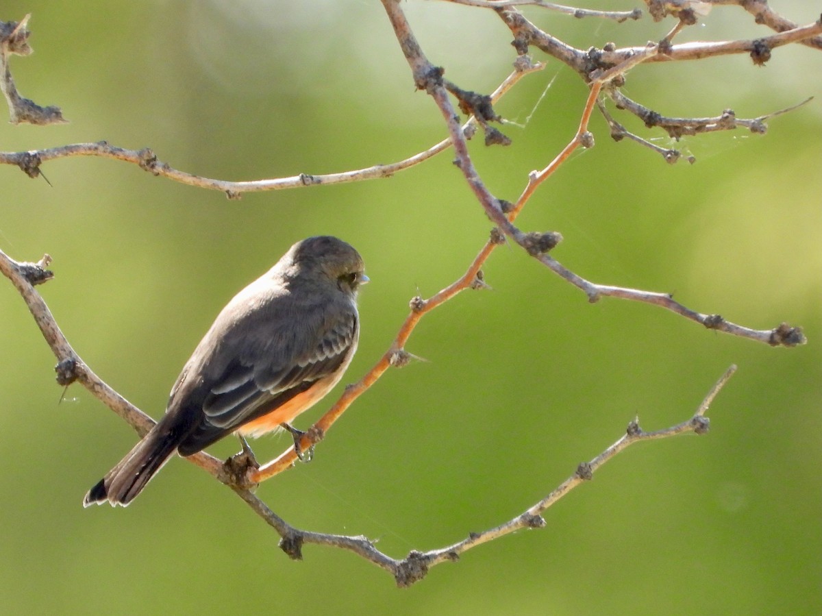 Moucherolle vermillon - ML644408203