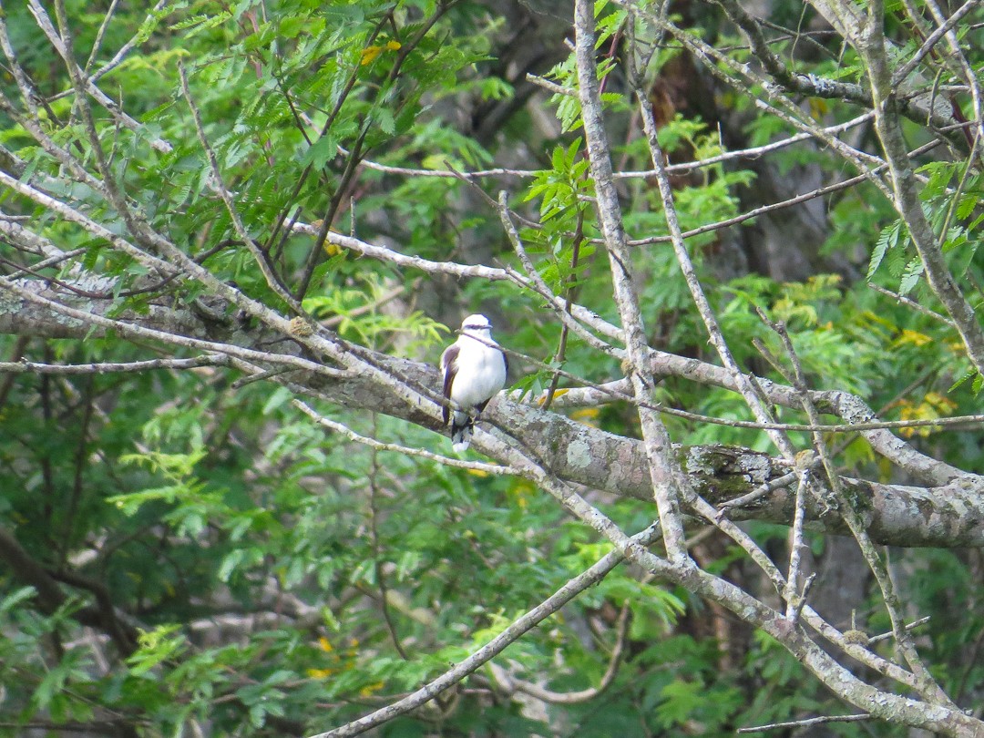 Moucherolle aquatique - ML644408205