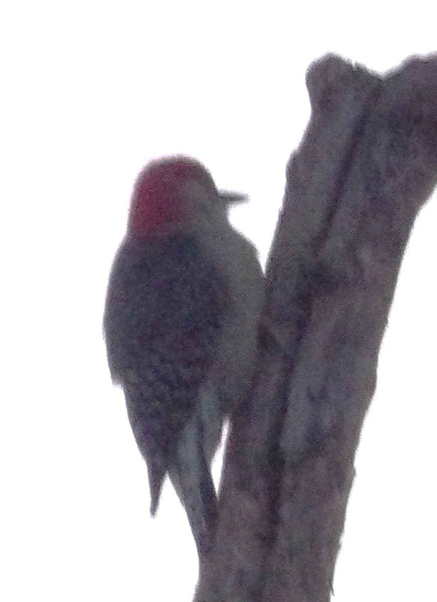 Pic à ventre roux - ML644408207