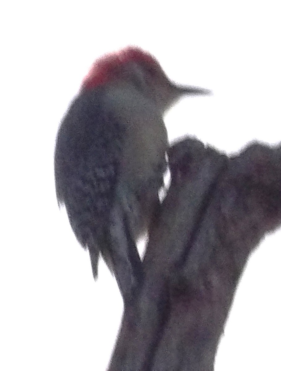 Pic à ventre roux - ML644408208