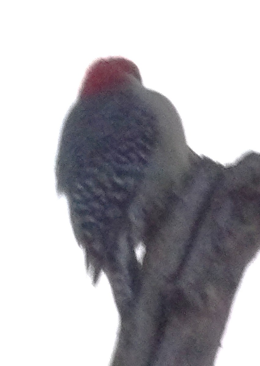 Pic à ventre roux - ML644408209