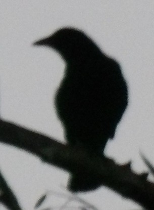 American Crow - ML644408211