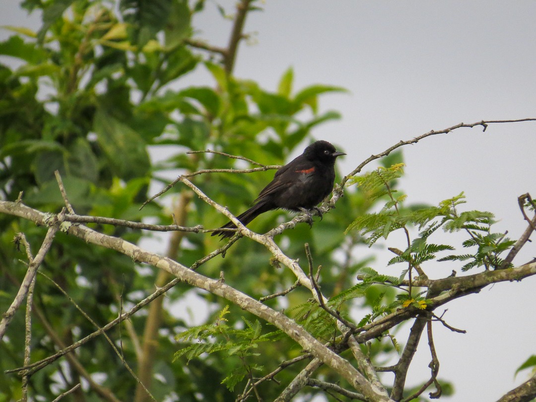 Variable Oriole - ML644408229