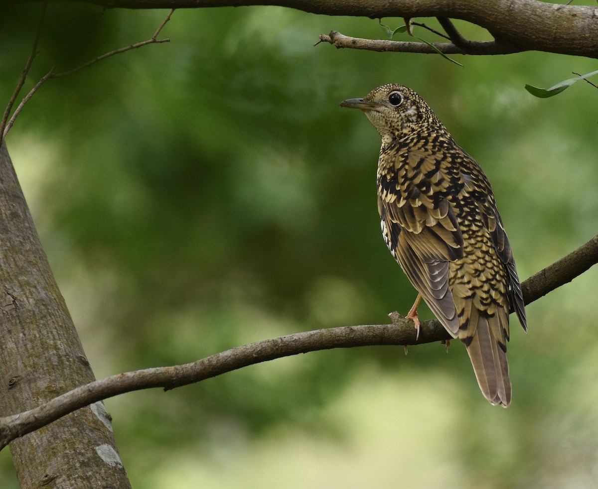 White's Thrush - ML644408235