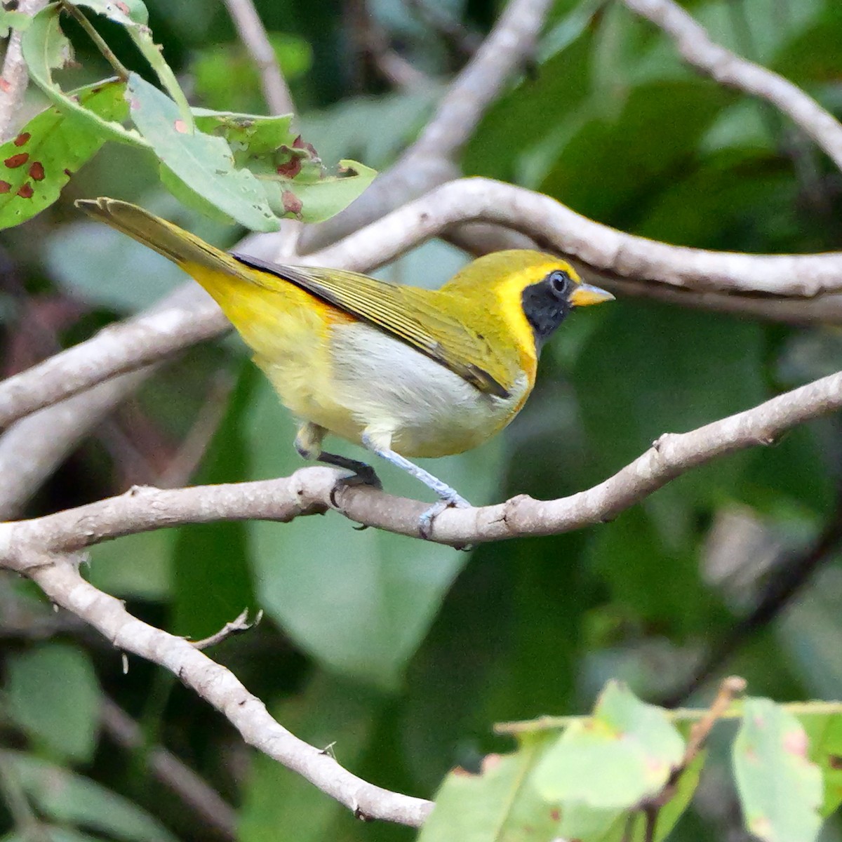 Guira Tanager - ML644408239