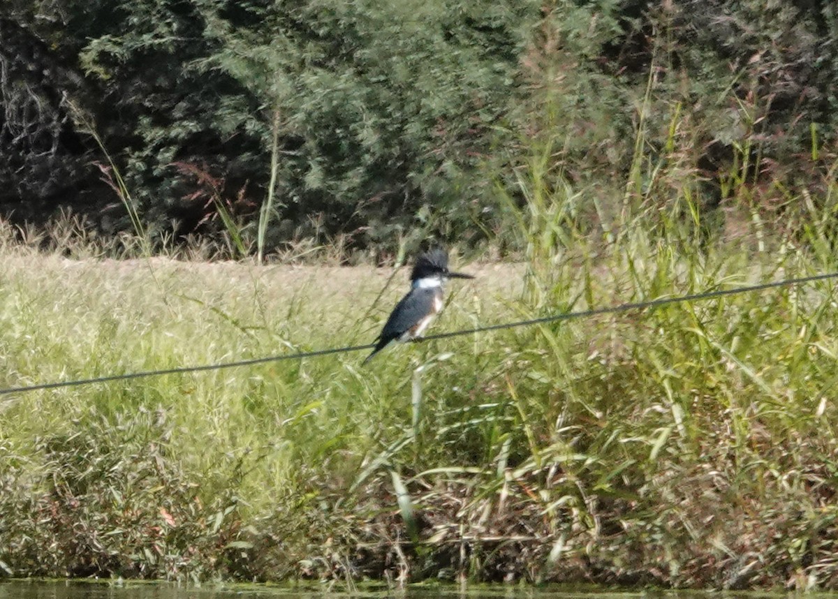Belted Kingfisher - ML644408246