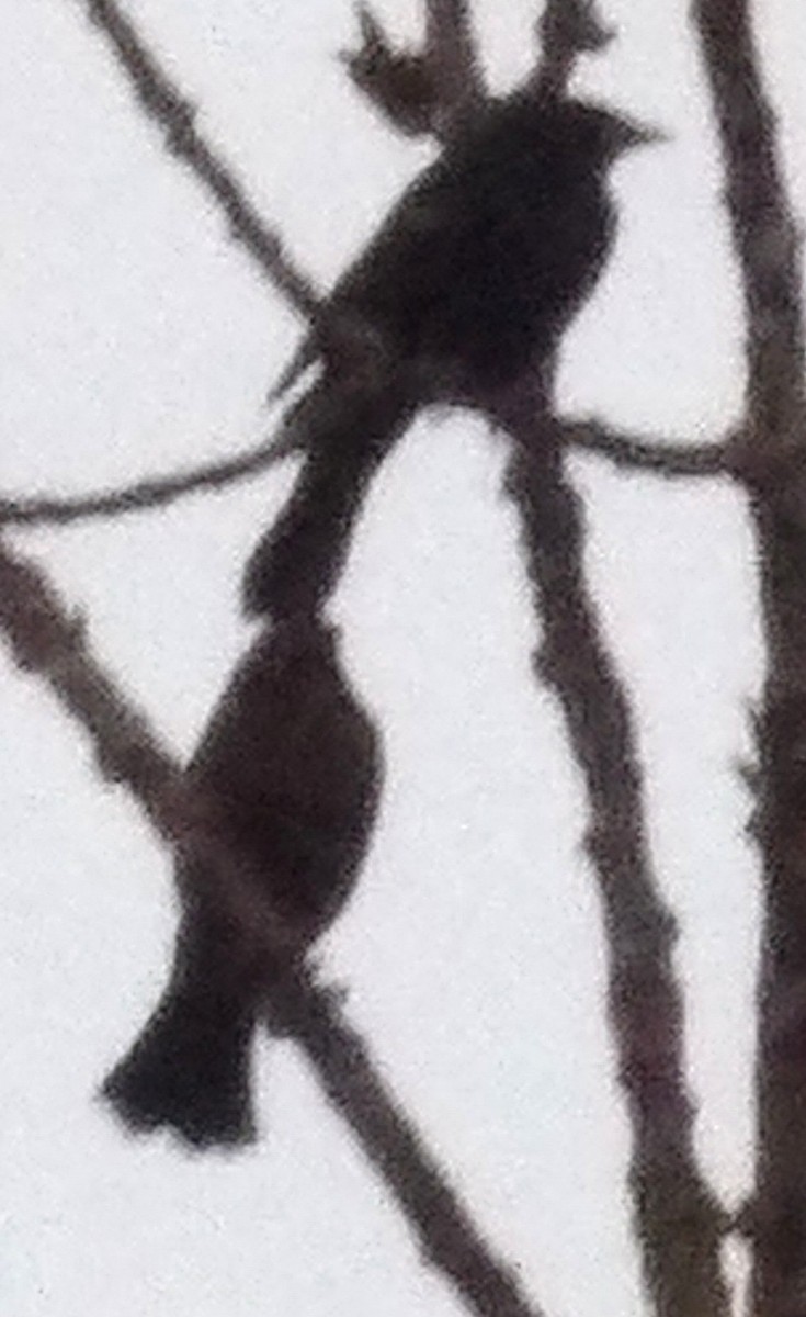 Al Kanatlı Karatavuk - ML644408254