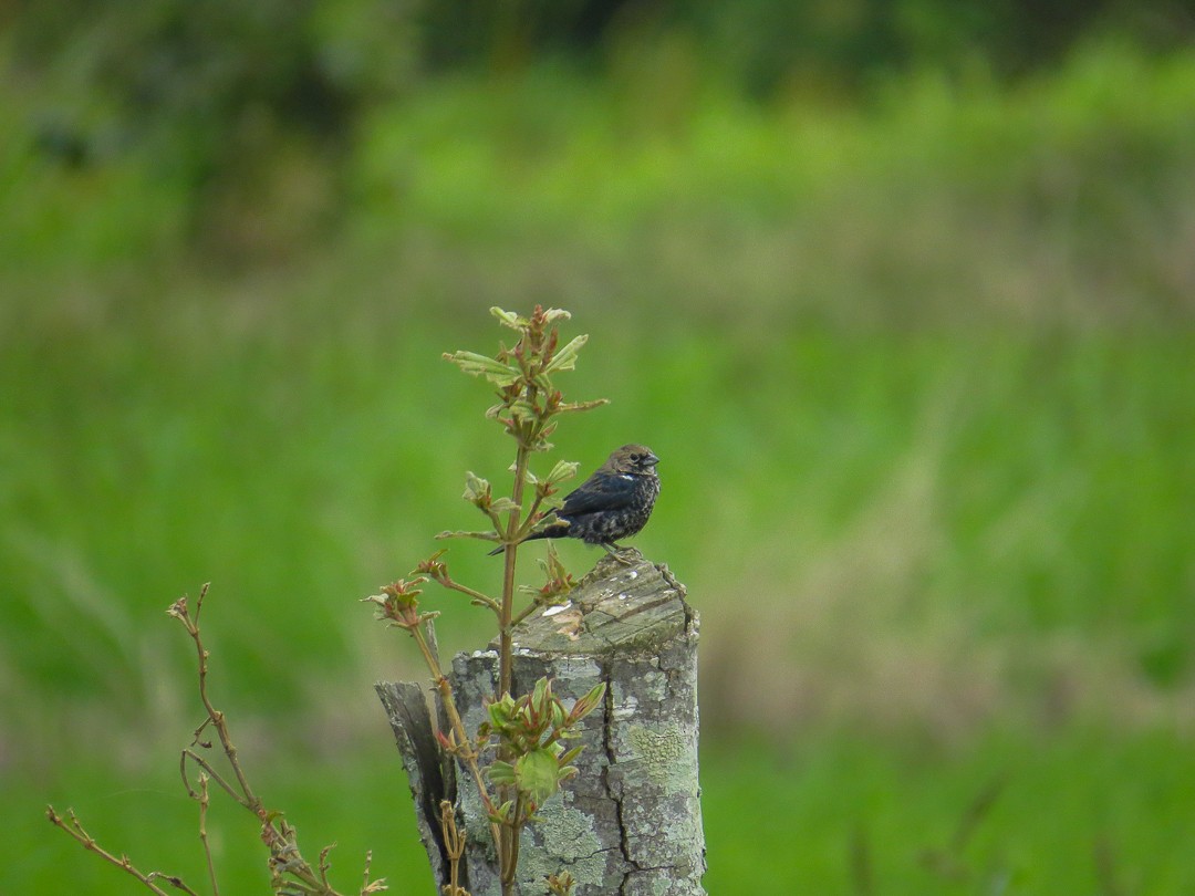 Blue-black Grassquit - ML644408264