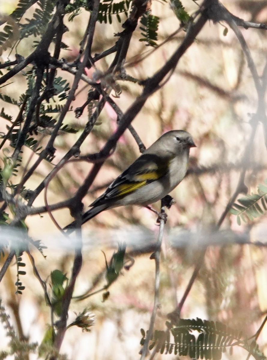 Lawrence's Goldfinch - ML644408271