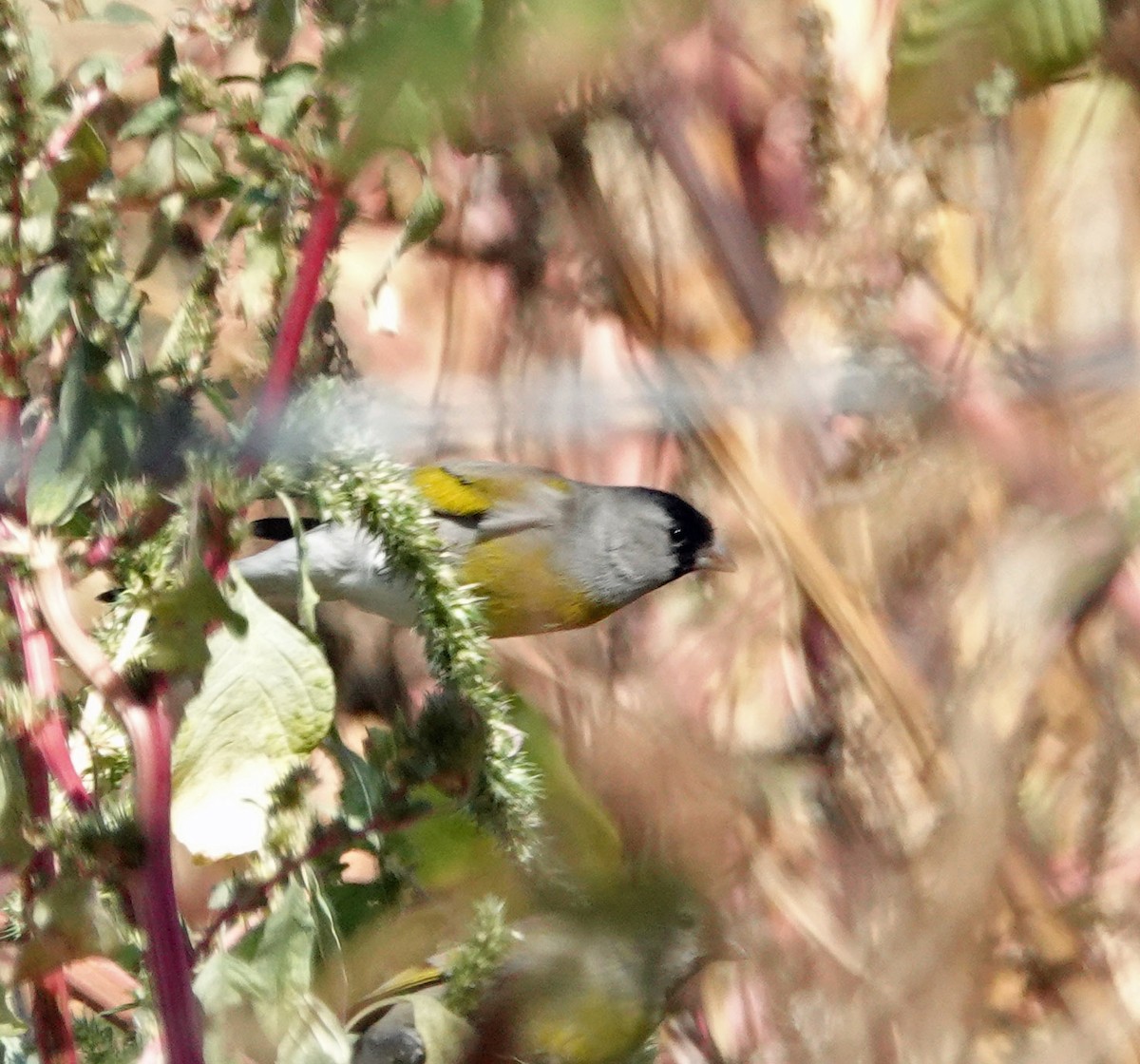 Lawrence's Goldfinch - ML644408272