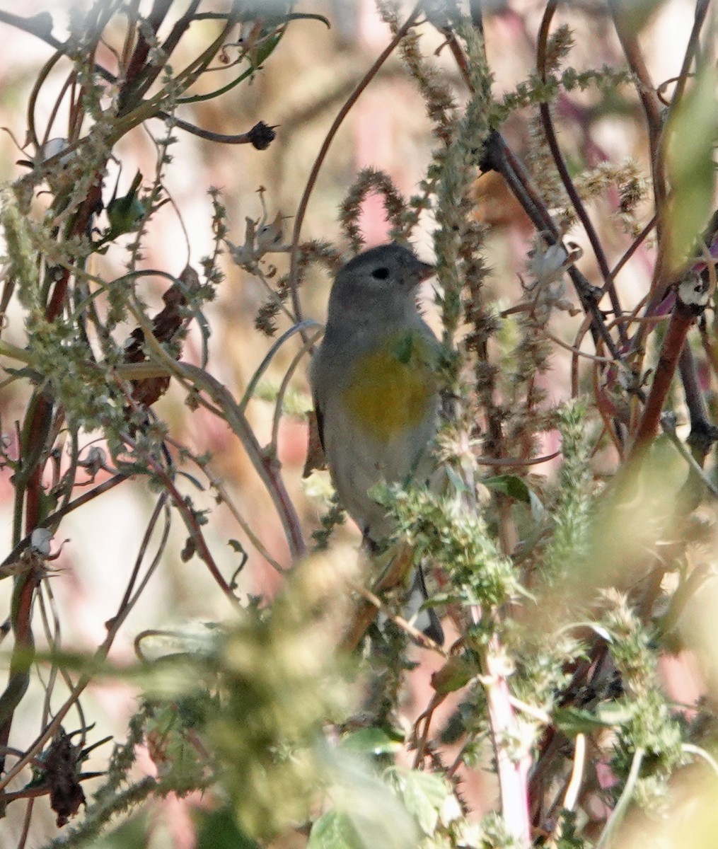Lawrence's Goldfinch - ML644408273