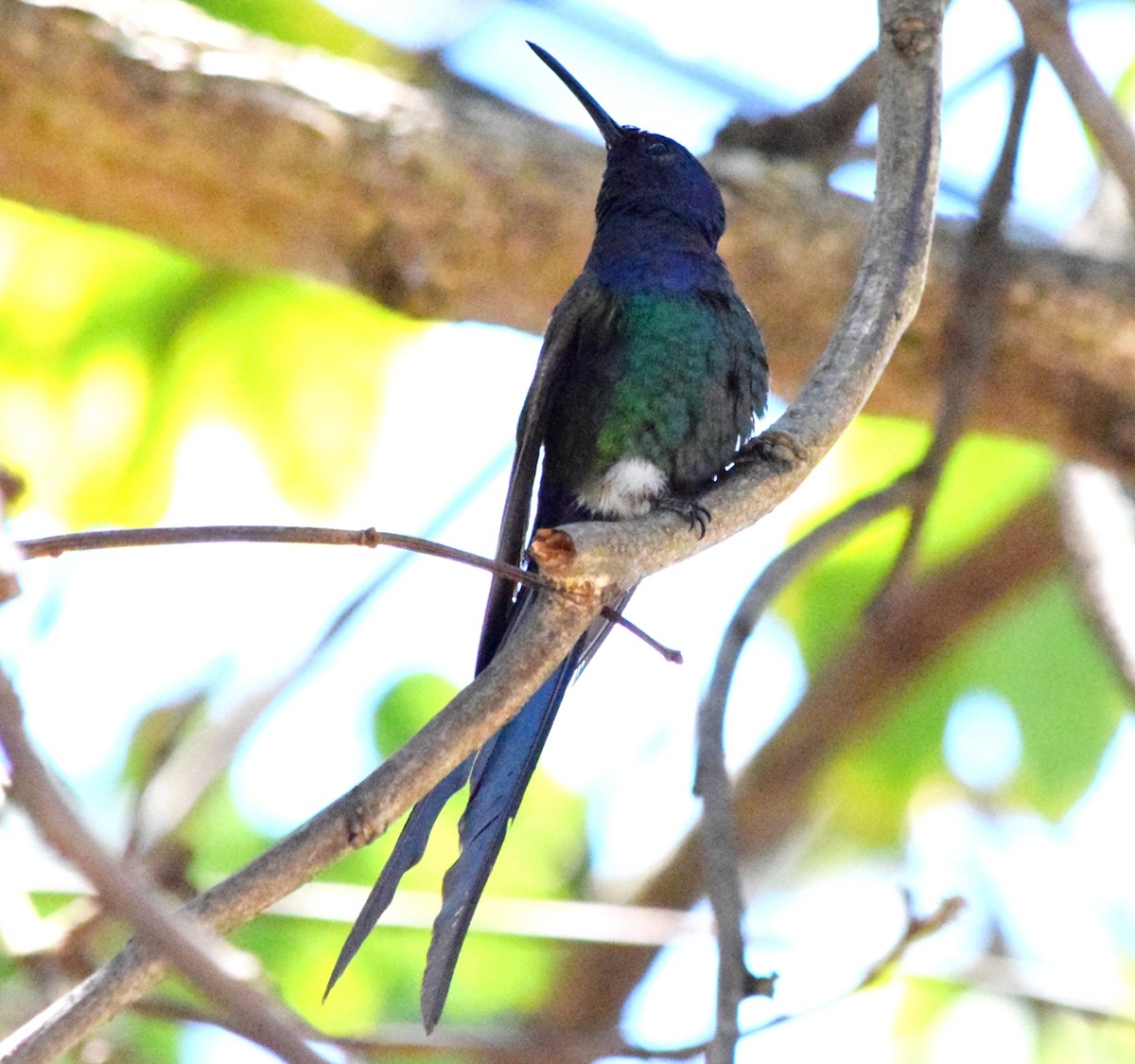 ツバメハチドリ - ML644408275