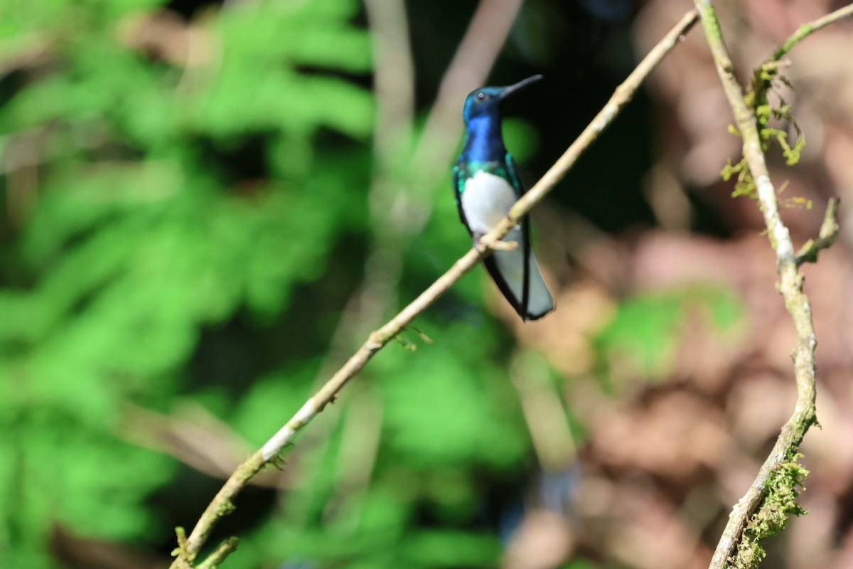 kolibřík bělokrký - ML644408277