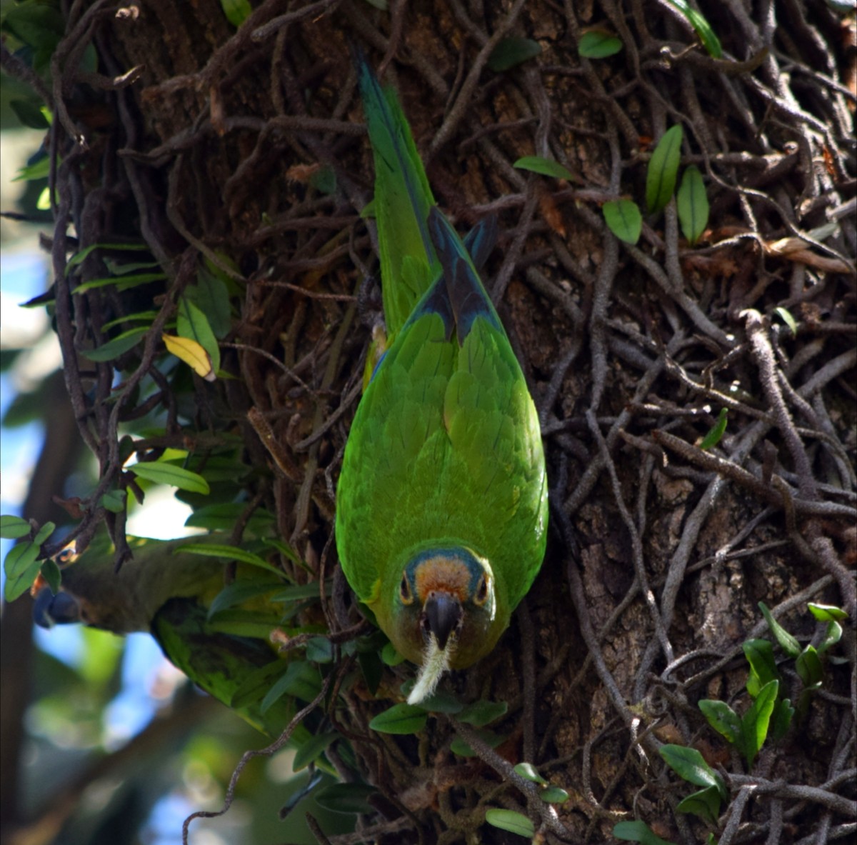 Peach-fronted Parakeet - ML644408279